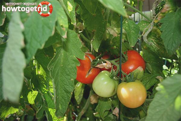 Описание и урожайность томата перцовка, отзывы о сорте