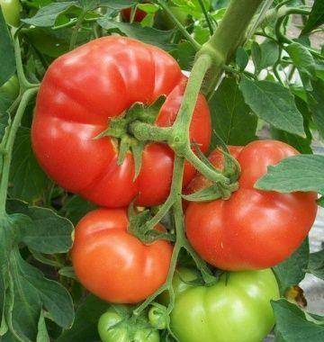 Замечательная новинка для теплиц и открытых огородов — томат толстяк f1: описание сорта