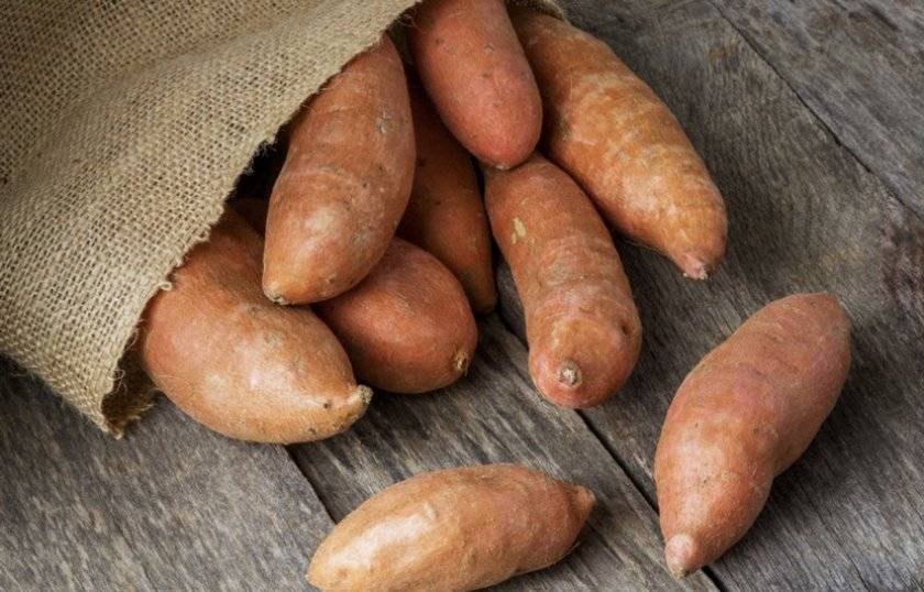 Описание сладкого картофеля батат, его польза и вред, выращивание и уход