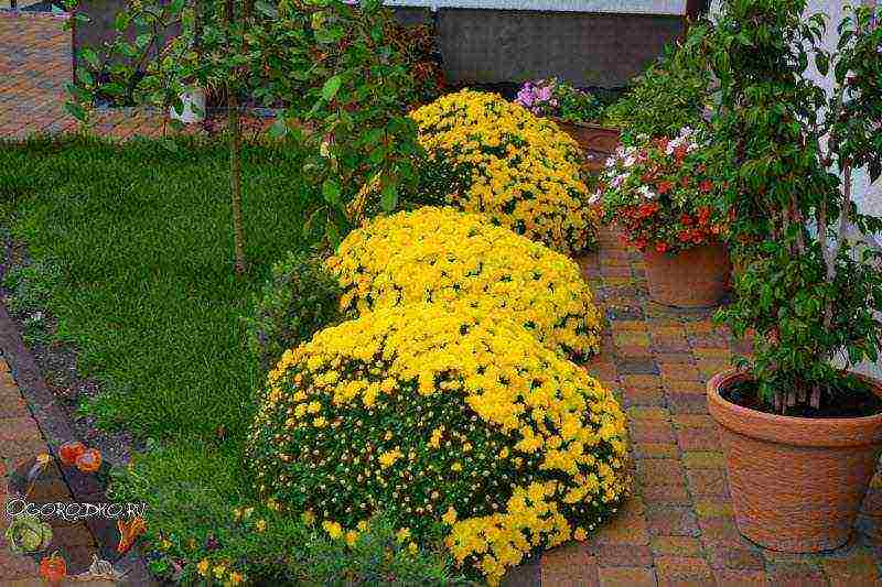 Как сажать хризантемы осенью — пересадка, деление, черенкование, уход.