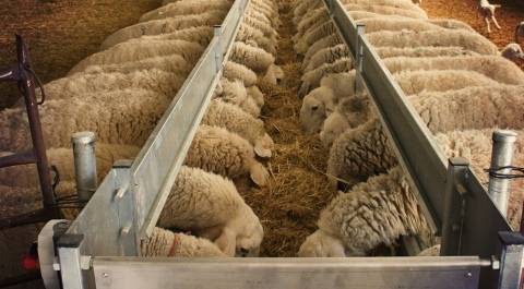 Что в домашних условиях едят овцы и бараны, рацион и нормы кормления