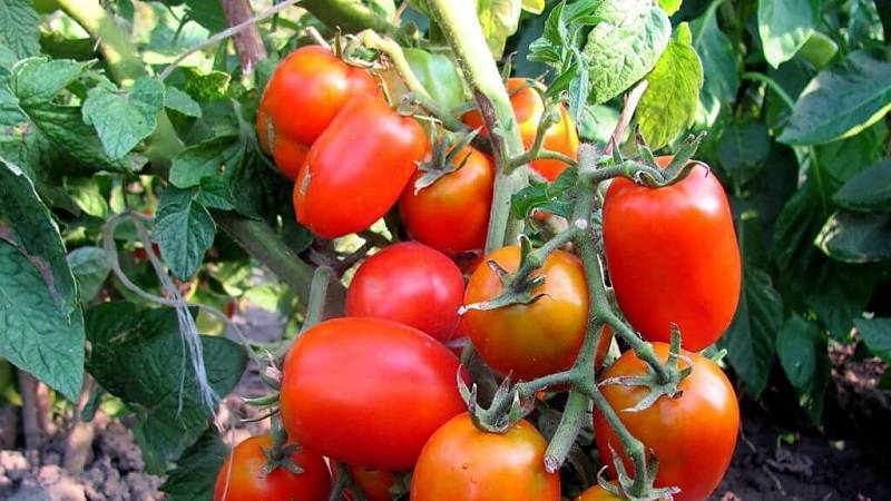 Раннеспелый и транспортабельный томат «премиум f1»: описание сорта помидор