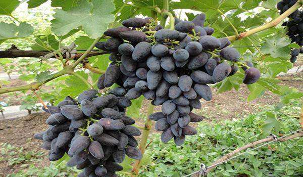 Описание и характеристики сорта винограда страшенский, посадка и выращивание