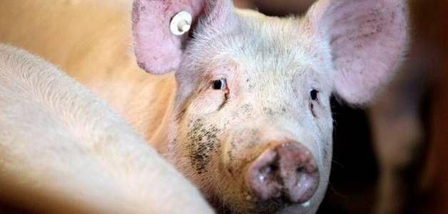 Заболевания кожи у свиней: первые симптомы, правила лечения, особенности профилактики