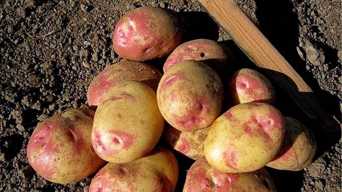 Описание сорта картофеля Скарб, особенности выращивания и ухода