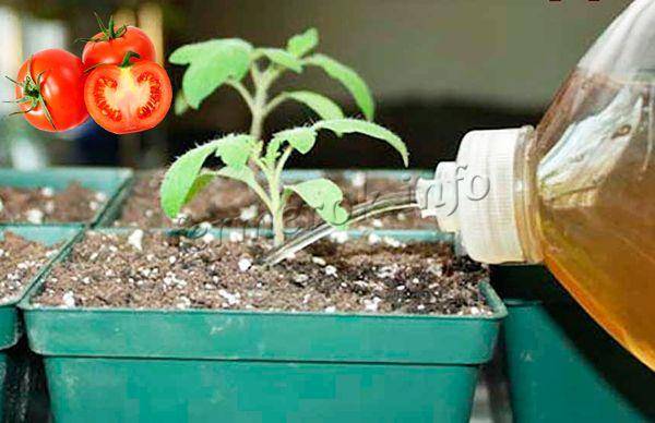 Подкормка рассады помидор в домашних условиях