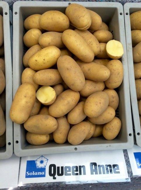 Сорт картофеля «наташа»: характеристика, описание, урожайность, отзывы и фото