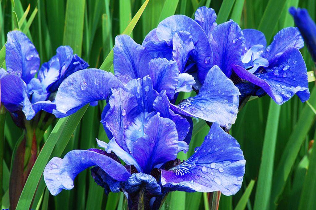 Каким цветом ирис цветок. Ирис Мун Силк (Сибирский). Цветок Ирис Касатик. Ирис обыкновенный синий. Ирис Сибирский сортовой голубой.