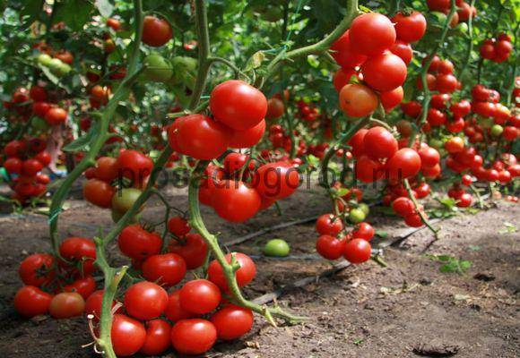 Томат «черри клубничный f1»: высокие вкусовые качества и стабильная урожайность