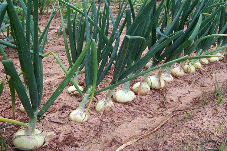 Как правильно выращивать крупный лук в открытом грунте