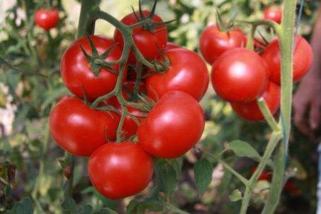 Томат рапунцель: описание сорта, урожайность и отзывы