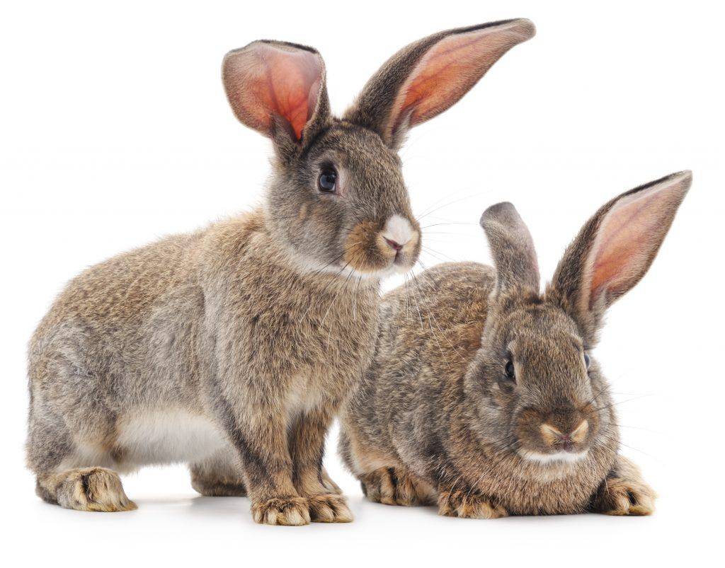 Ушной клещ у кроликов – признаки и лечение