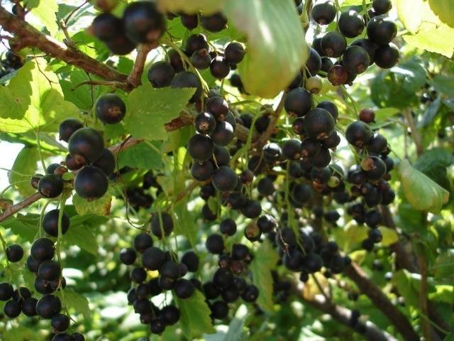 Чёрная смородина лентяй: позднеспелый сорт с крупными сладкими ягодами