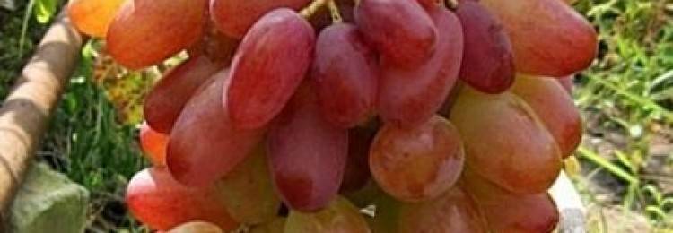 Описание и характеристика винограда сорта Виктор, плюсы и минусы, выращивание