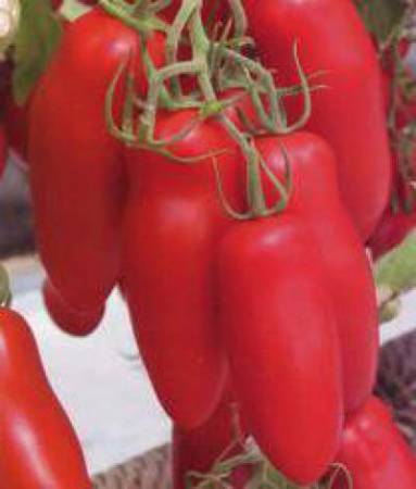 Томат высокоурожайный супербанан: особенности плодов, описание агротехники, мнение садоводов