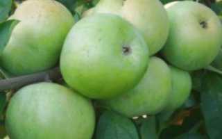 Размножение яблони черенками