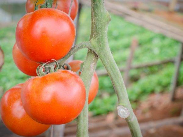 Ультраранний урожайный томат любаша