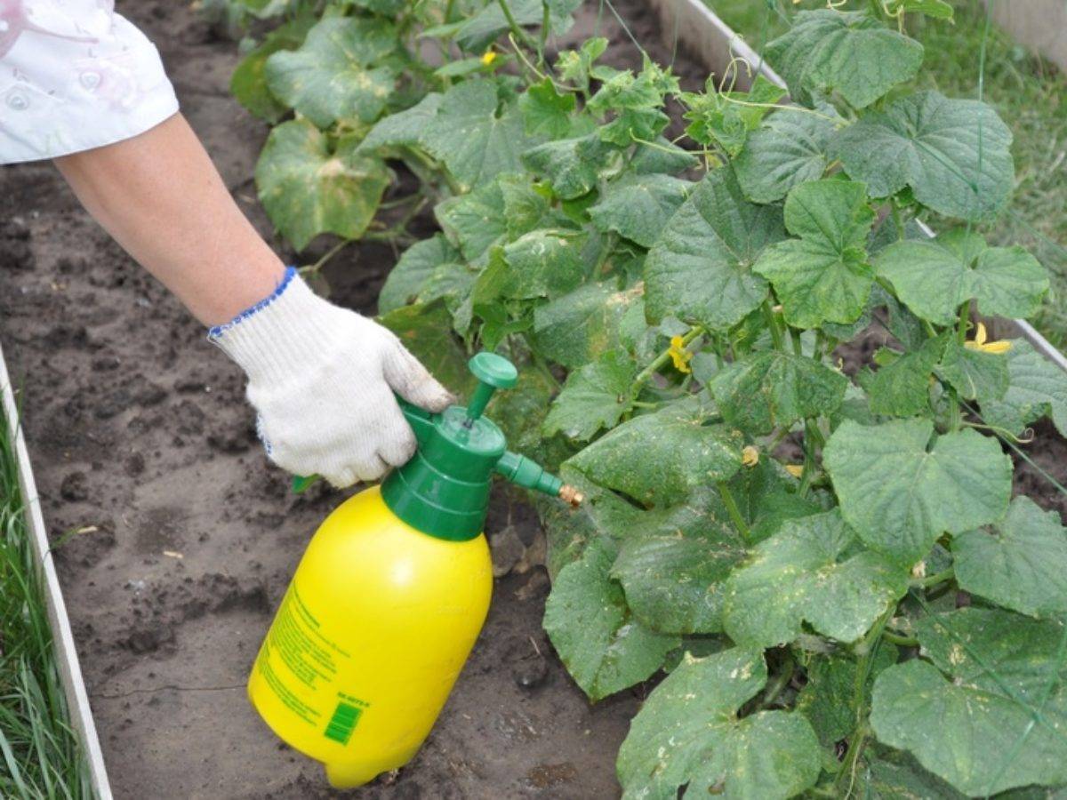 Борная кислота: применение на огороде и в саду