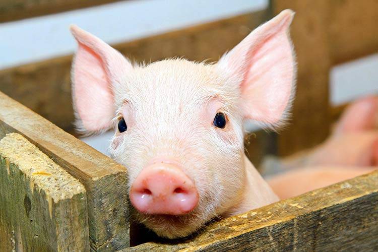 Вши у свиней: как с ними бороться?