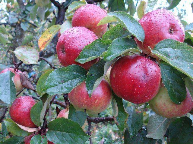 Самоплодный сорт яблони — брянский золотистый