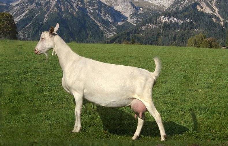 Почему корова дает мало молока и что делать