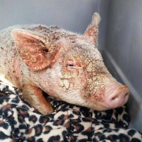 Болезни свиней: первые симптомы, правила лечения, возможные осложнения