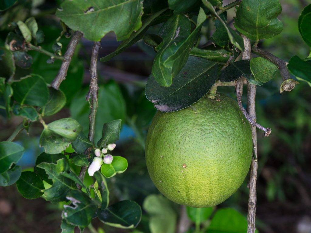 Как вырастить плодоносящий лимон в домашних условиях из косточки, посадка и уход, борьба с заболеваниями