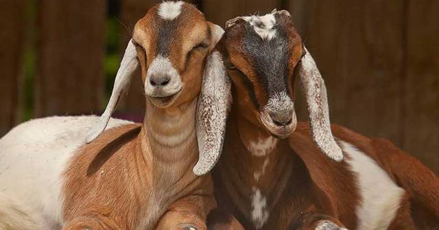 Англо нубийские козы: преимущества и недостатки разведения
