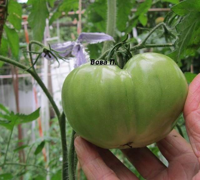 Описание сорта томата вовчик, особенности выращивания и урожайность