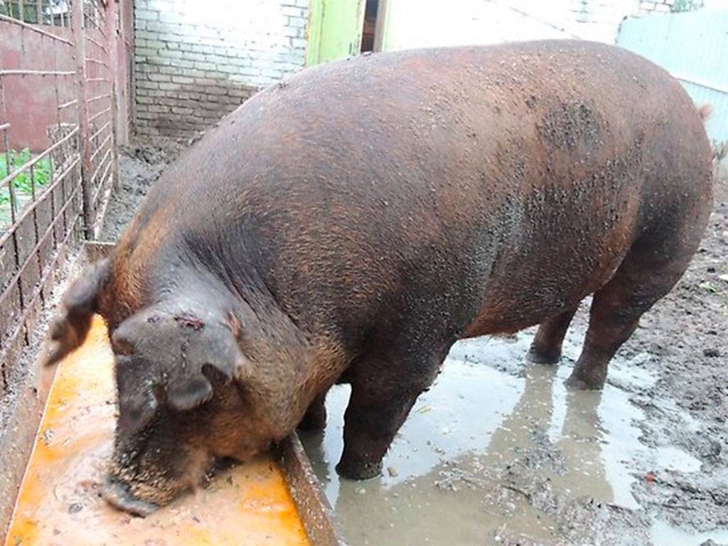 Описание и характеристики породы свиней дюрок, условия содержания и разведение