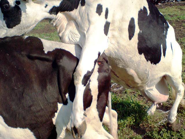 Яловая корова – 7 причин бесплодия крс и способы их решения
