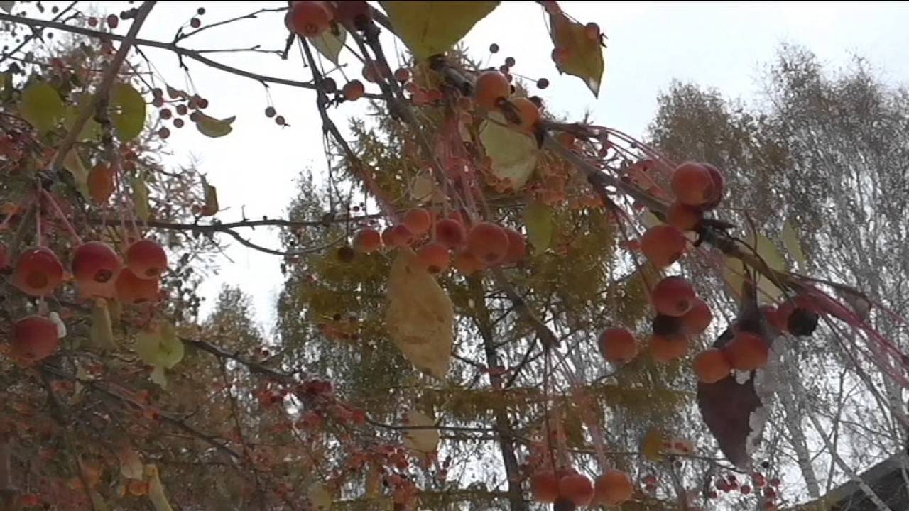 Заготовка и хранение черенков яблони для прививки весной