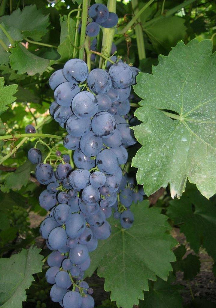Сорт винограда сфинкс — описание