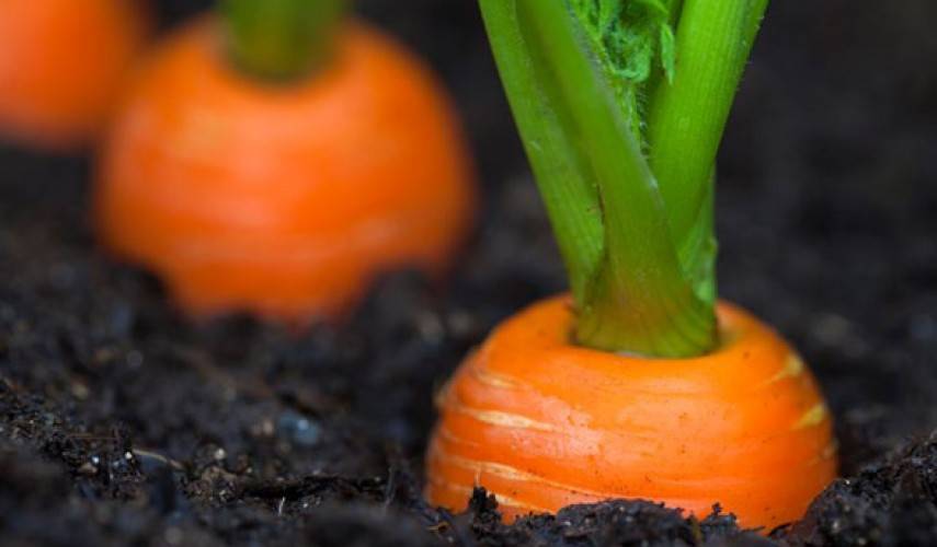 Характеристика и описание гибрида моркови канада f1, выращивание и уход