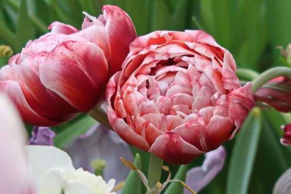 Классификация садовых тюльпанов: сорта по классам