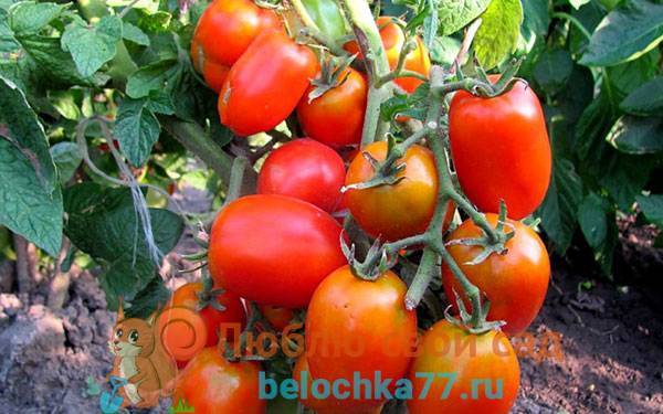 Томат матадор: характеристика и описание сорта, урожайность с фото