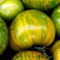 Какие сорта томатов выбрать для выращивания в теплице из поликарбоната