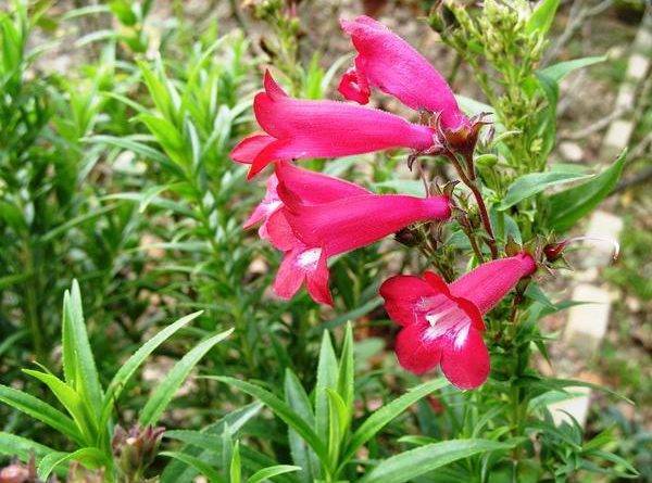 Цветок хохлатка: посадка и уход в открытом грунте, фото, выращивание в саду