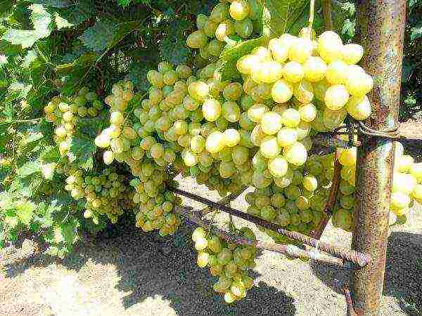 Гибриды и другие родственники винограда "жемчуг"