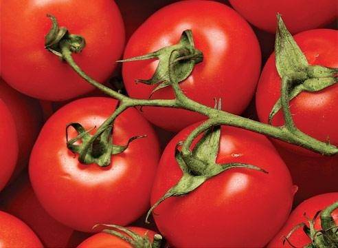 Давно знакомый огородникам томат дар заволжья: подробное описание, агротехника, отзывы
