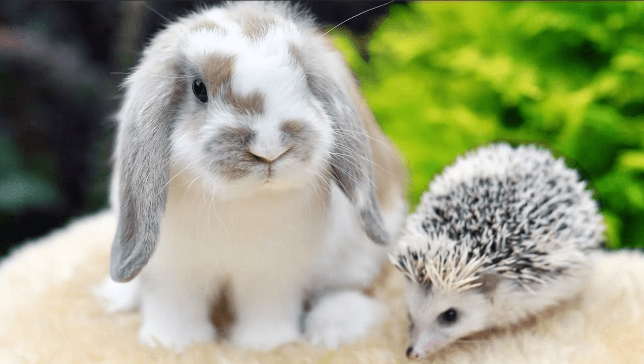 Чем и как стоит кормить кроликов?
