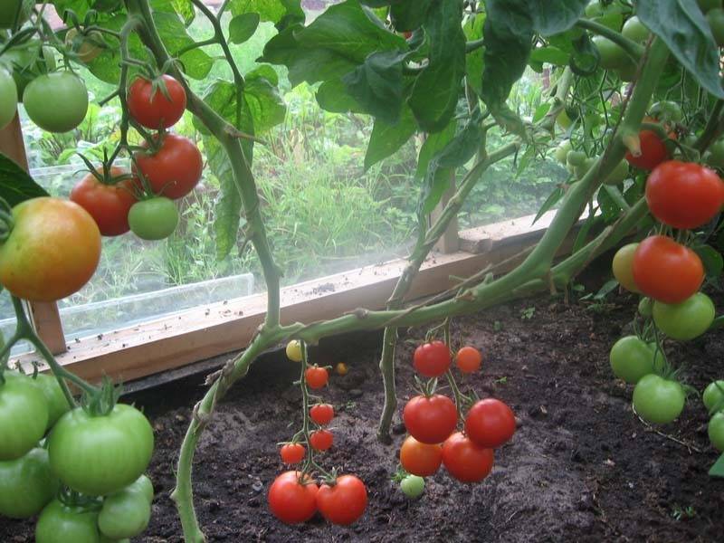 Подготовка почвы под томаты — в теплице и открытом грунте