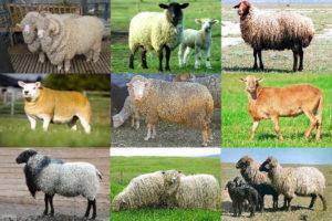 Какие бывают болезни у овец? симптомы и лечение