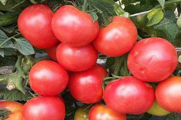 Характеристика и описание сорта томата Король рынка, его урожайность