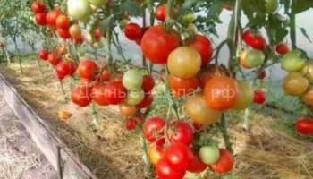 Выращиваем аппетитный и полезный томат пинк биф f1 — описание сорта и его главные характеристики