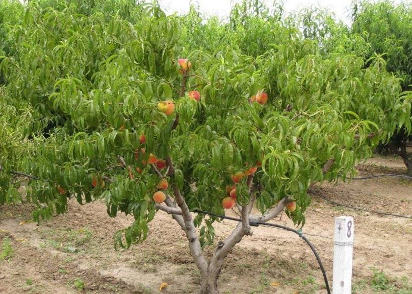 Зимостойкие сорта персиков