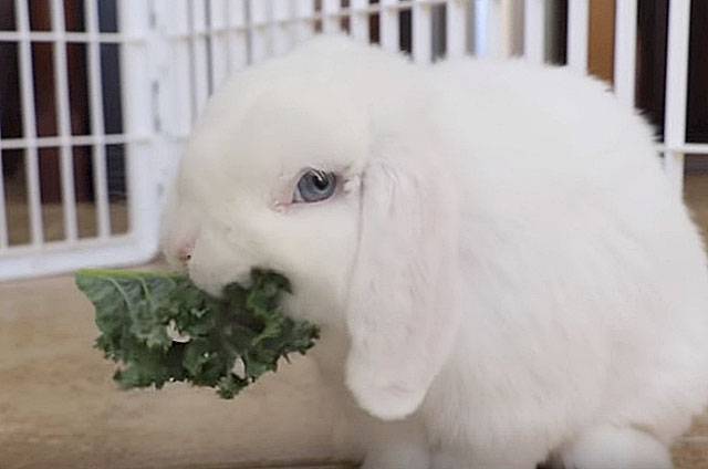 Чем и как кормить крольчат