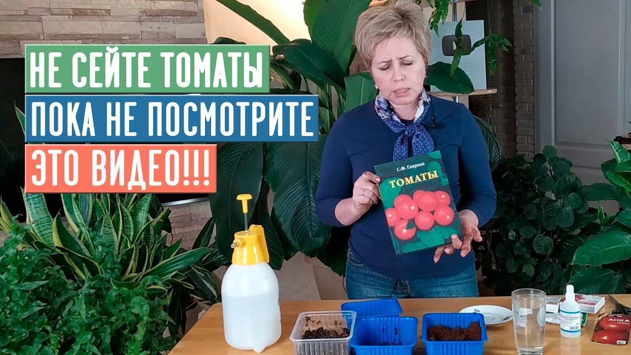 Календарь обработки томатов от болезней и вредителей