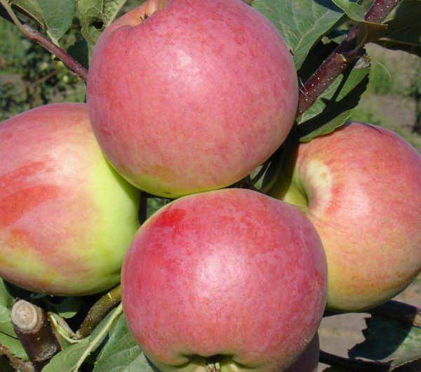 Яблоня заветное: особенности сорта и ухода