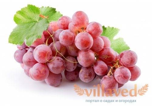 Алтайский сорт винограда загадка шарова, особенности посадки и выращивания
